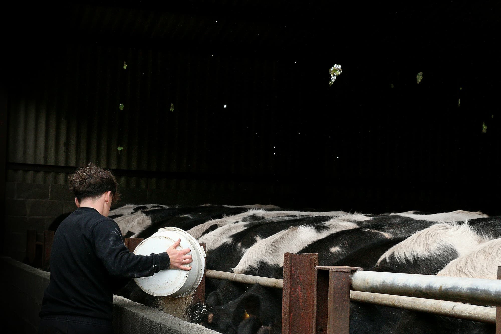 Trabalhador despejando ração no cocho das vacas dentro do galpão
