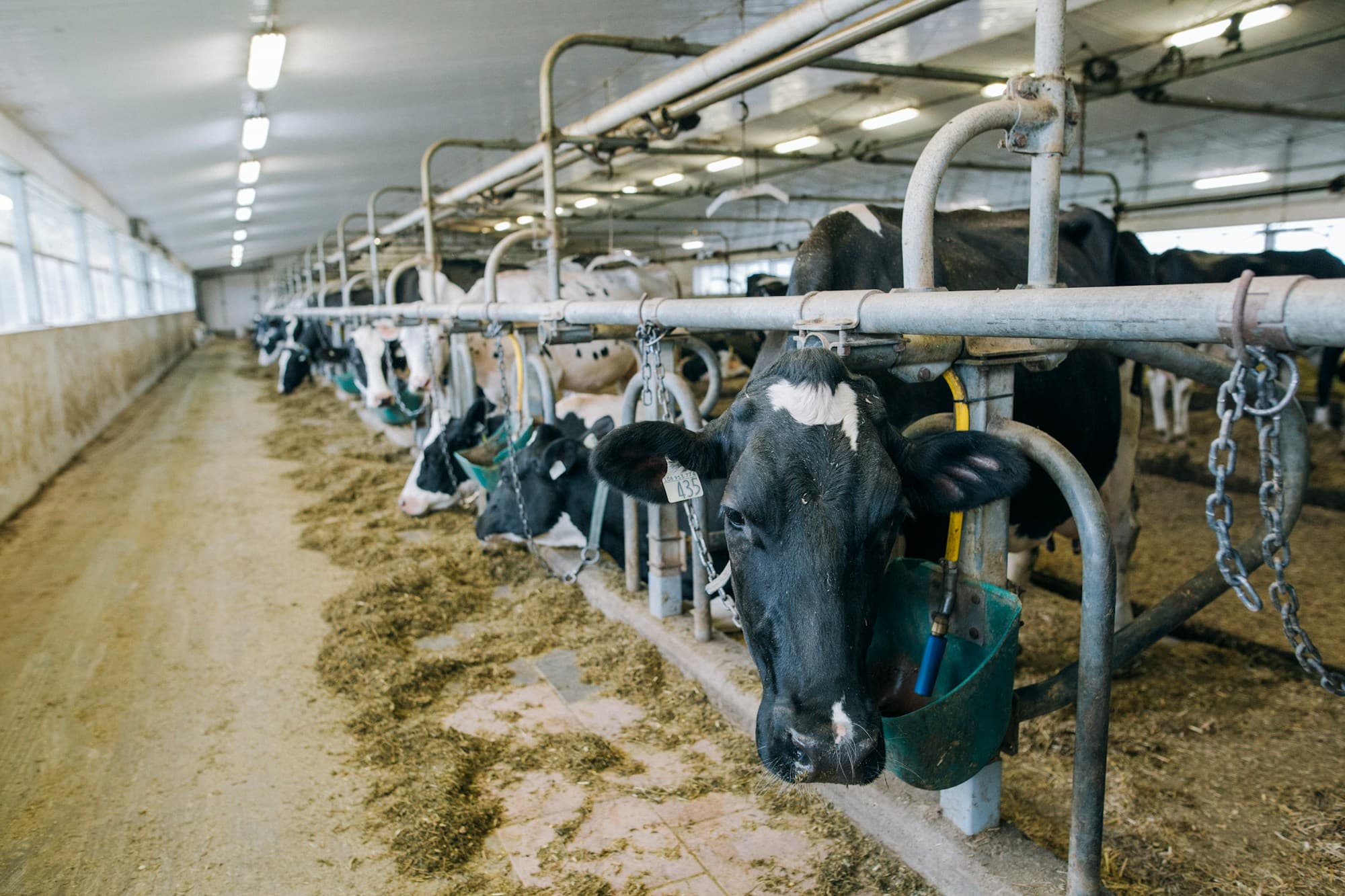 Vacas holandesas se alimentando no cocho de um free-stall